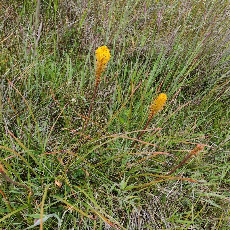 Bulbinella angustifolia, photographed by Jenny Saito
