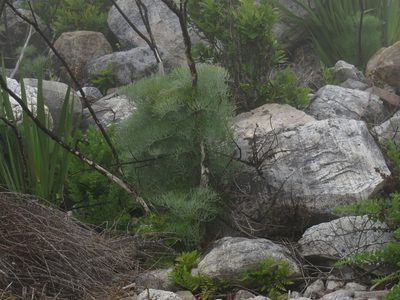 Notobubon capense, photographed by Jeremy Gilmore