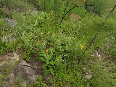 Arctotis semipapposa, photographed by Jeremy Gilmore