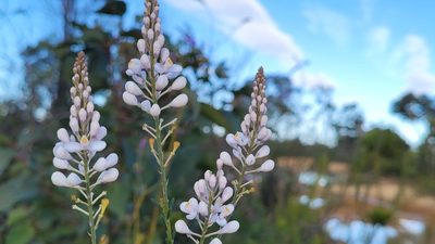 Comesperma ericinum, photographed by Eamonn Culhane