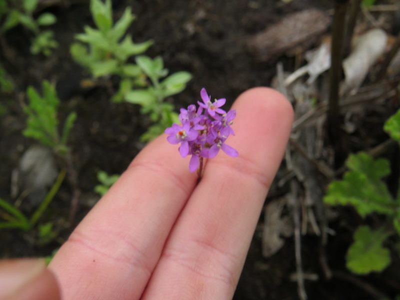 Pseudoselago bella, photographed by Jeremy Gilmore