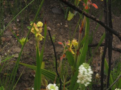 Pterygodium catholicum, photographed by Jeremy Gilmore