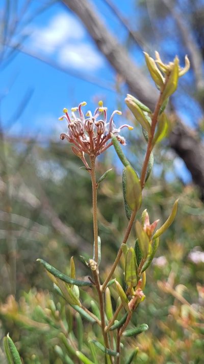 Grevillea sphacelata, photographed by Eamonn Culhane
