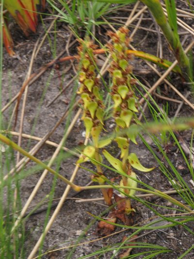 Satyrium bracteatum, photographed by Jeremy Gilmore