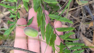 Billardiera scandens, photographed by Eamonn Culhane