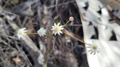 Actinotus minor, photographed by Eamonn Culhane