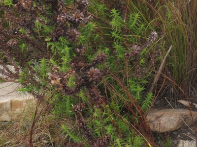 Oedera imbricata, photographed by Jeremy Gilmore