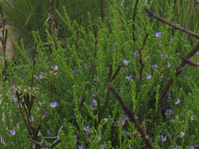 Psoralea aculeata, photographed by Jeremy Gilmore