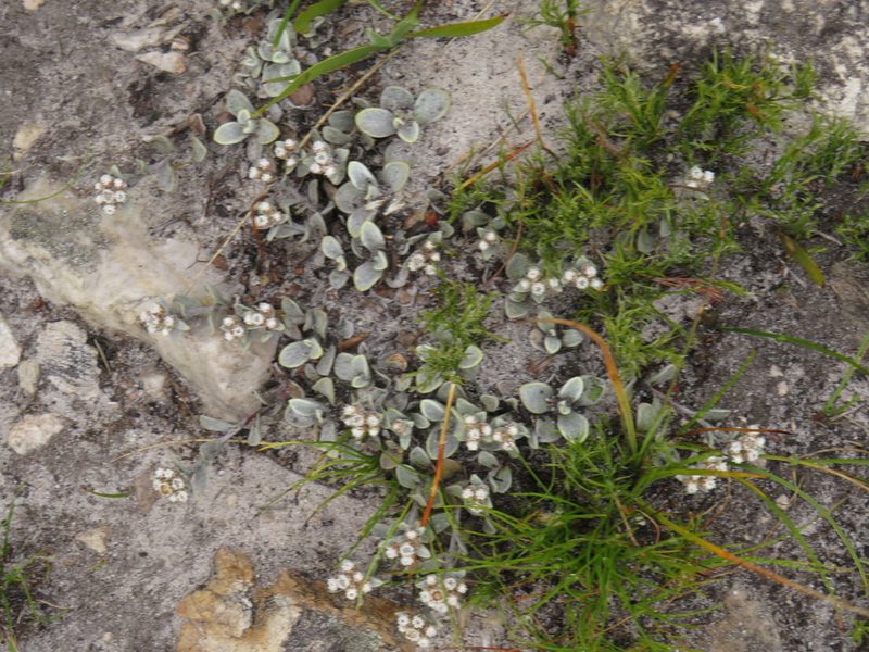 Helichrysum rotundifolium, photographed by Jeremy Gilmore