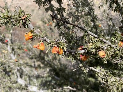 Porlieria angustifolia, photographed by gcschmidt911