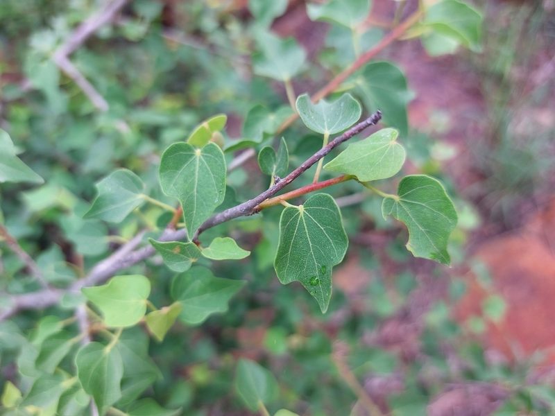 Sterculia rogersii, photographed by Manuel R Popp