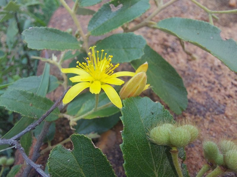 Grewia rogersii, photographed by Manuel R Popp