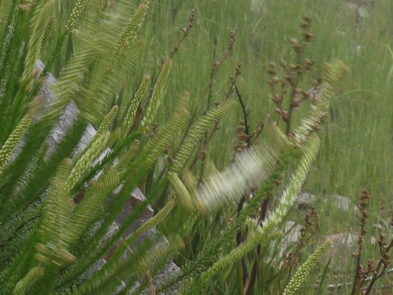 Selago hispida, photographed by Jeremy Gilmore