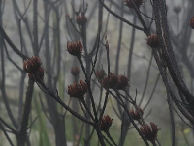 Aulax cancellata, photographed by Jeremy Gilmore