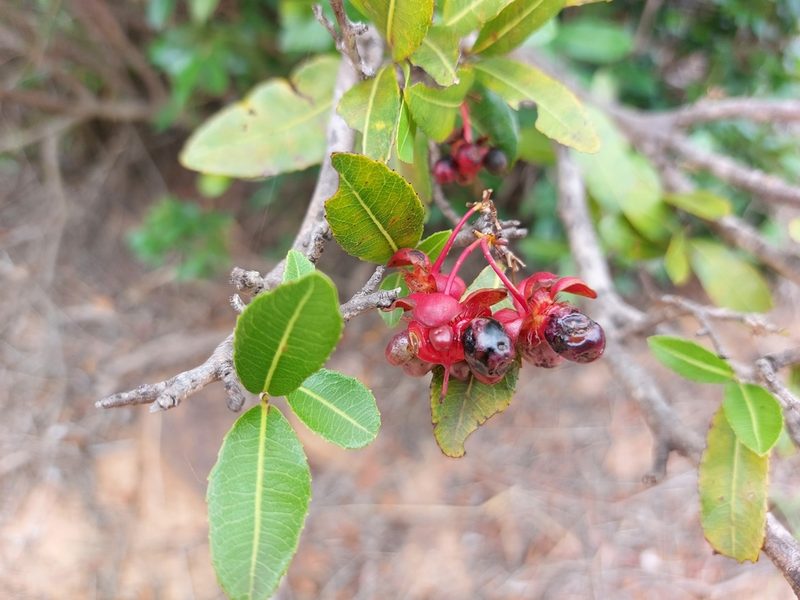 Ochna natalitia, photographed by Manuel R Popp