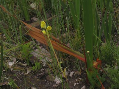Pterygodium catholicum, photographed by Jeremy Gilmore