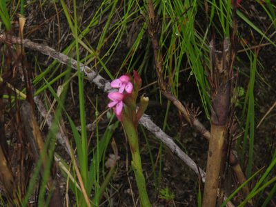 Disa vaginata, photographed by Jeremy Gilmore
