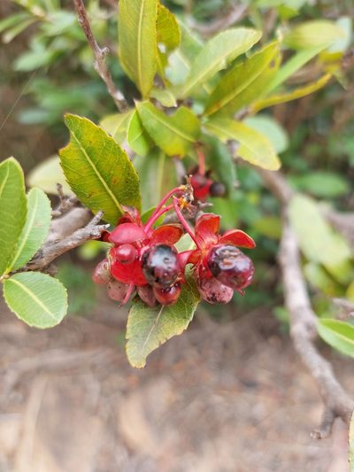 Ochna natalitia, photographed by Manuel R Popp