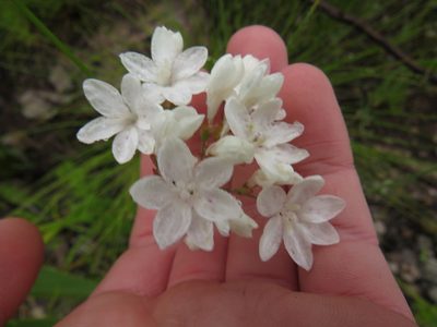 Schizorhiza neglecta, photographed by Jeremy Gilmore