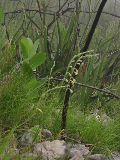 Geissorhiza juncea, photographed by Jeremy Gilmore