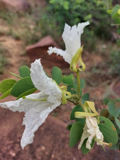 Bauhinia macrantha, photographed by Manuel R Popp