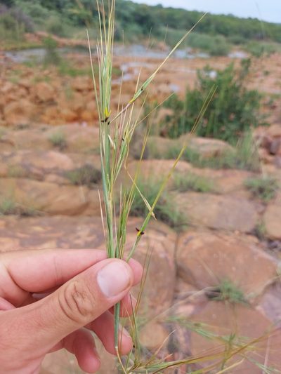 Hyperthelia dissoluta, photographed by Manuel R Popp