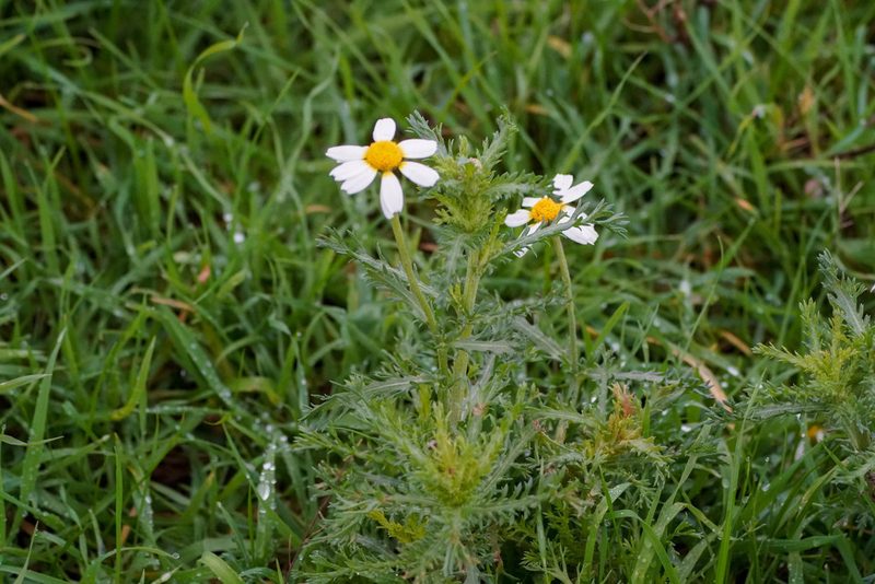 Cladanthus mixtus, photographed by WATANABE Hitoshi 渡辺仁