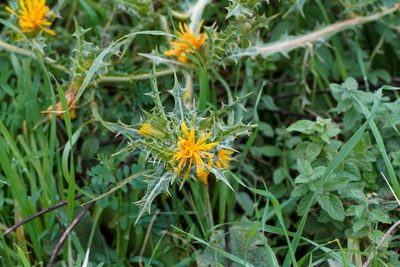 Scolymus hispanicus, photographed by WATANABE Hitoshi 渡辺仁