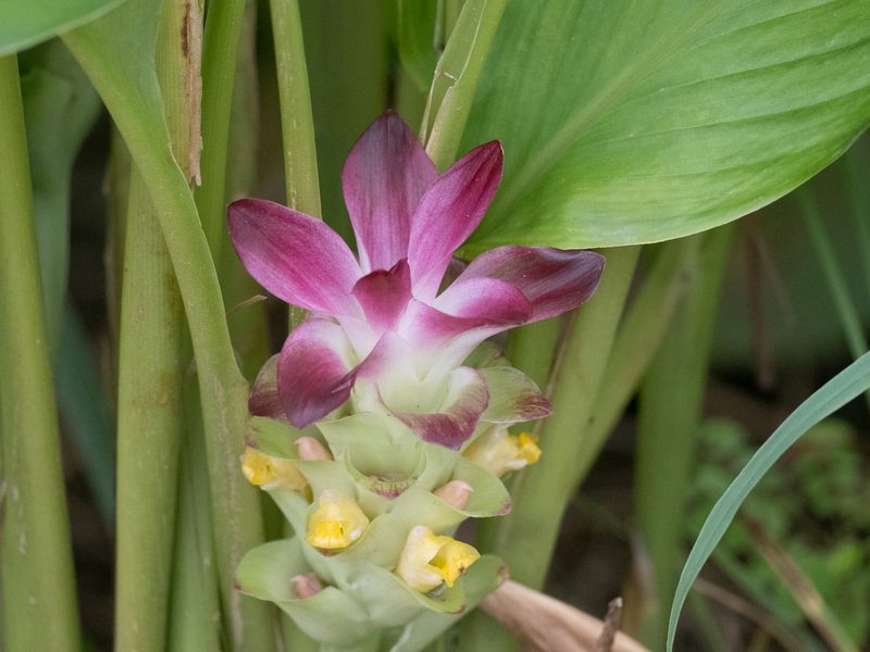 Curcuma longa, photographed by Forest Botial-Jarvis