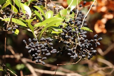 Ligustrum japonicum, photographed by Se Lena