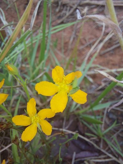 Hypericum lalandii, photographed by Manuel R Popp