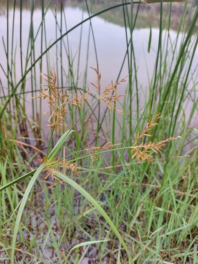 Cyperus fastigiatus, photographed by Manuel R Popp