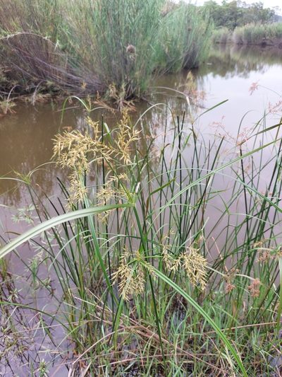 Cyperus fastigiatus, photographed by Manuel R Popp