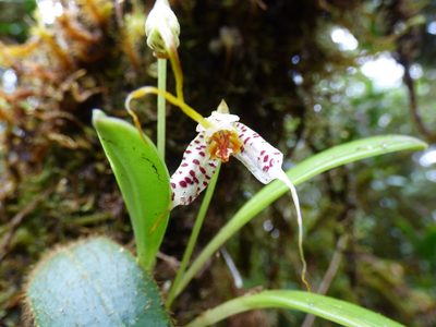 Masdevallia picturata, photographed by Daniel van der Post