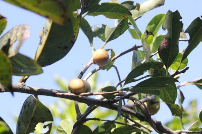 Diospyros morrisiana, photographed by Agnes Trekker