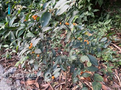 Solanum diphyllum, photographed by 謝麗霦
