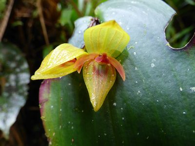 Pleurothallis siphoglossa, photographed by Daniel van der Post