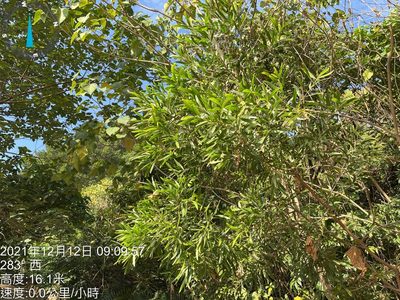 Acacia auriculiformis, photographed by 謝麗霦