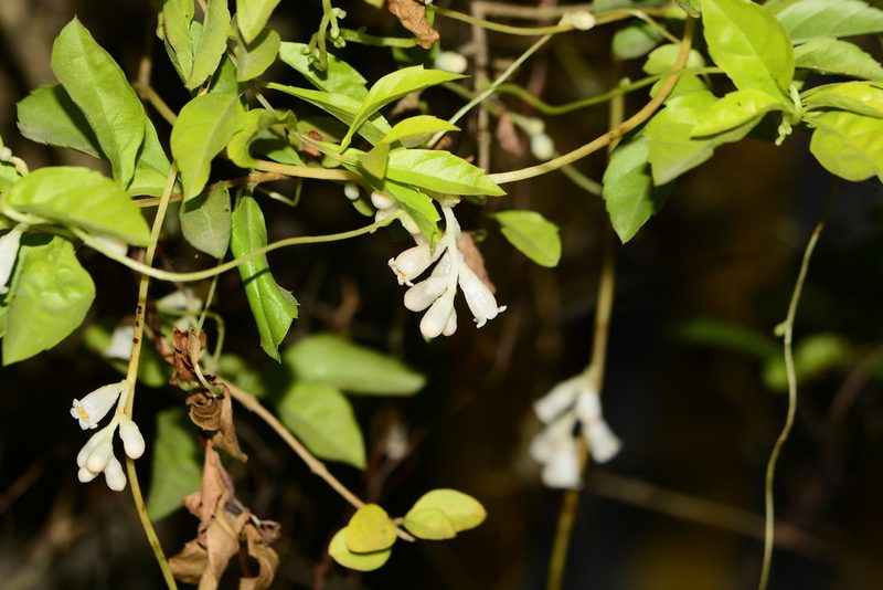 Cuscuta reflexa, photographed by S.MORE