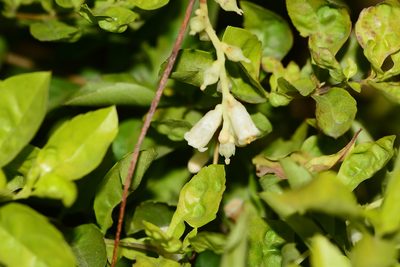 Cuscuta reflexa, photographed by S.MORE