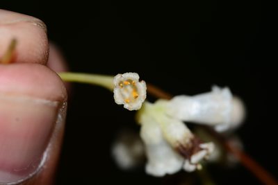 Cuscuta reflexa, photographed by S.MORE