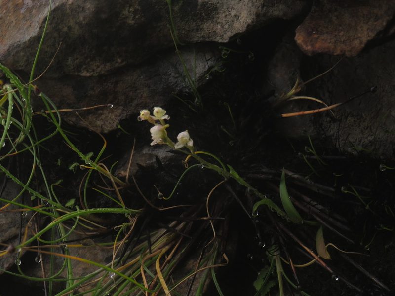 Disa uncinata, photographed by Jeremy Gilmore