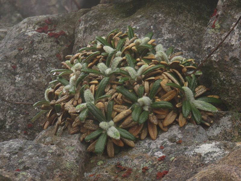 Oldenburgia intermedia, photographed by Jeremy Gilmore