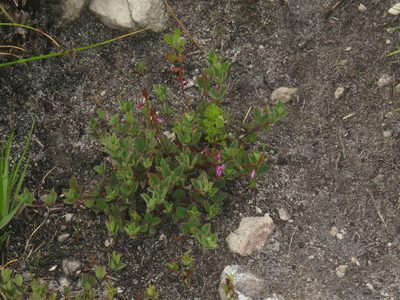 Indigofera sarmentosa, photographed by Jeremy Gilmore
