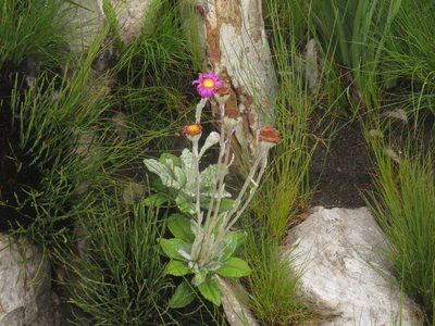 Mairia robusta, photographed by Jeremy Gilmore