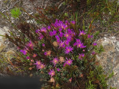 Lampranthus emarginatus, photographed by Jeremy Gilmore