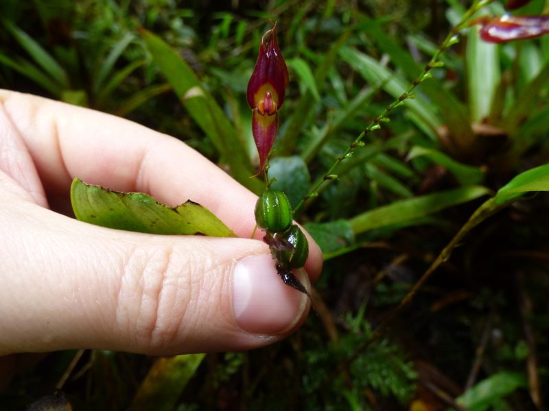 Lepanthes rhombipetala, photographed by Daniel van der Post