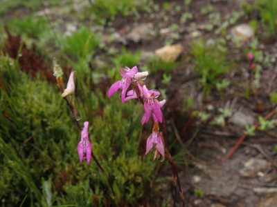 Disa inflexa, photographed by Jeremy Gilmore
