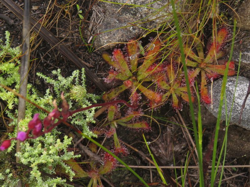 Drosera ericgreenii, photographed by Jeremy Gilmore