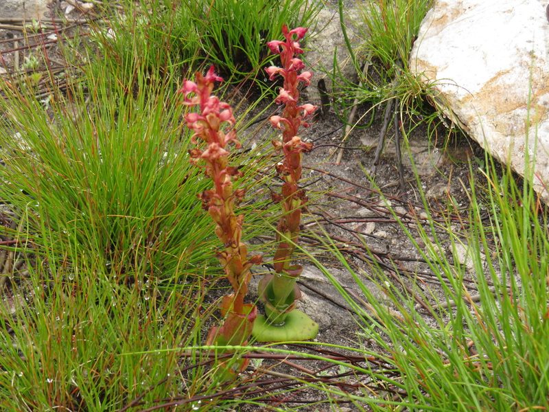 Satyrium situsanguinum, photographed by Jeremy Gilmore